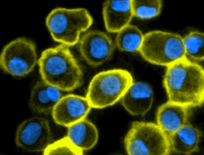 Brilliant Violet 510â„¢ anti-human CD11c - Image 2