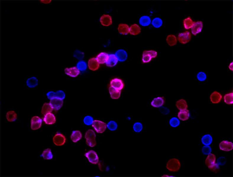 Brilliant Violet 510™ anti-mouse/human CD11b - Image 2