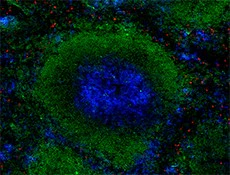 Brilliant Violet 510™ anti-mouse/human CD45R/B220 - Image 2