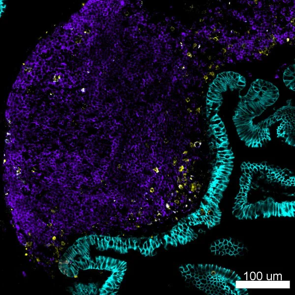 Brilliant Violet 510™ anti-mouse/human CD45R/B220 - Image 3