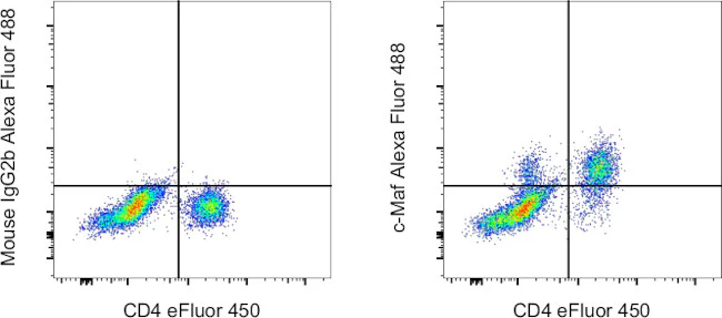 c-MAF Monoclonal Antibody (sym0F1), Alexa Fluor 488, eBioscience