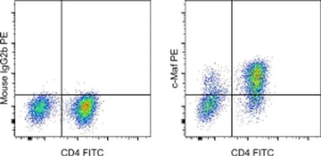 c-MAF Monoclonal Antibody (sym0F1), PE, eBioscience