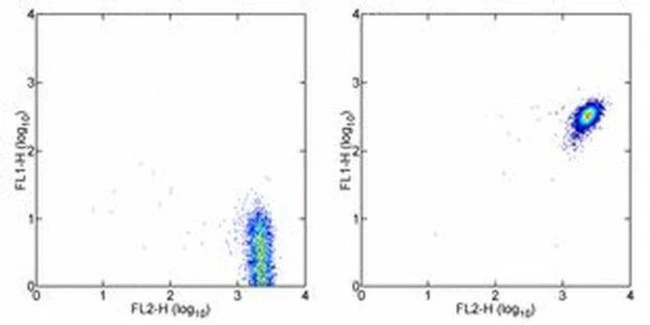 CD181 (CXCR1) Monoclonal Antibody (eBio8F1-1-4 (8F1-1-4)), FITC, eBioscience