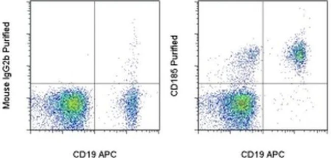 CD185 (CXCR5) Monoclonal Antibody (MU5UBEE), eBioscience