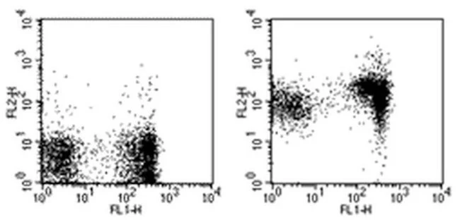 CD1d Monoclonal Antibody (1B1), Biotin, eBioscience