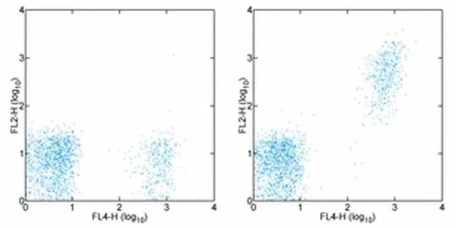 CD20 Monoclonal Antibody (2H7), Biotin, eBioscience