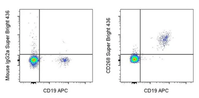 CD268 (BAFF Receptor) Monoclonal Antibody (8A7), Super Bright 436, eBioscience