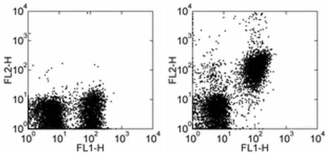 CD28 Monoclonal Antibody (JJ319), PE, eBioscience