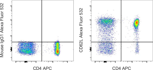 CD62L (L-Selectin) Monoclonal Antibody (DREG-56 (DREG56)), Alexa Fluor 532, eBioscience