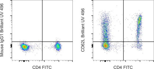 CD62L (L-Selectin) Monoclonal Antibody (DREG-56 (DREG56)), Brilliant Ultra Violet 496, eBioscience