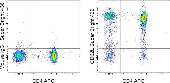 CD62L (L-Selectin) Monoclonal Antibody (DREG-56 (DREG56)), Super Bright 436, eBioscience