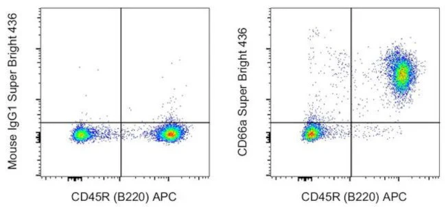 CD66a (CEACAM1) Monoclonal Antibody (CC1), Super Bright 436, eBioscience