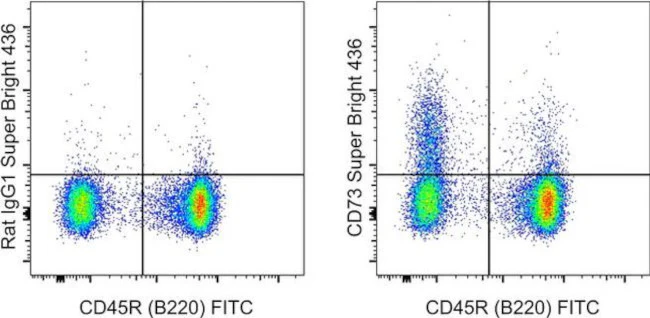 CD73 Monoclonal Antibody (eBioTY/11.8 (TY/11.8)), Super Bright 436, eBioscience