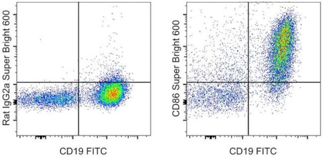 CD86 (B7-2) Monoclonal Antibody (GL1), Super Bright 600, eBioscience