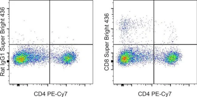 CD8a Monoclonal Antibody (YCATE55.9), Super Bright 436, eBioscience