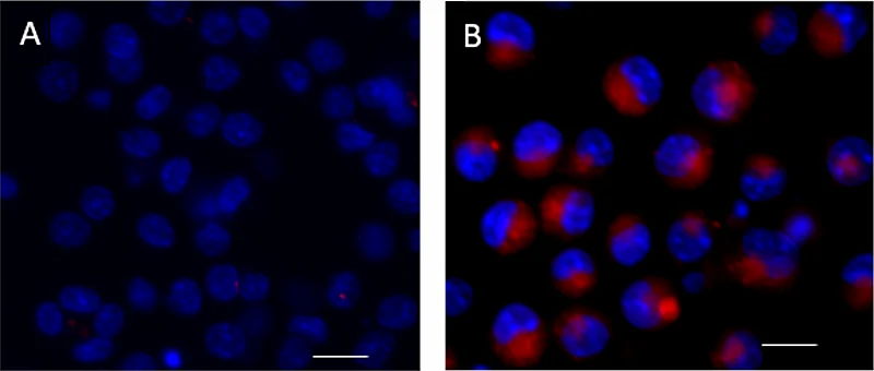 Cellular Senescence Kit Red