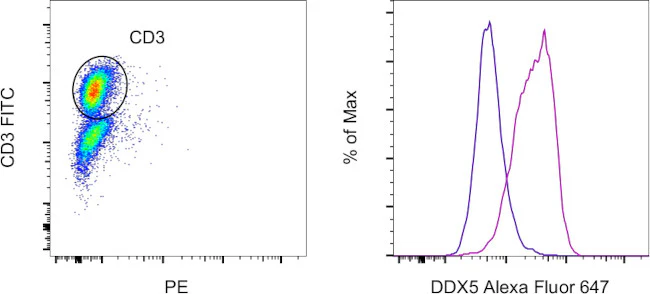DDX5 Monoclonal Antibody (Ab204), Alexa Fluor 647, eBioscience