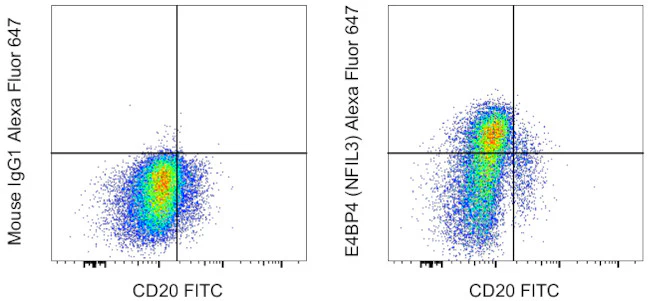 E4BP4 (NFIL3) Monoclonal Antibody (MABA223), Alexa Fluor 647, eBioscience