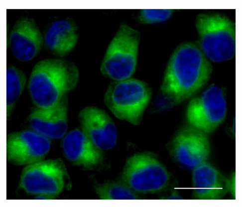 Endoplasmic Reticulum Probe Green