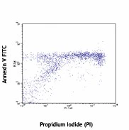 FITC Annexin V - Image 2