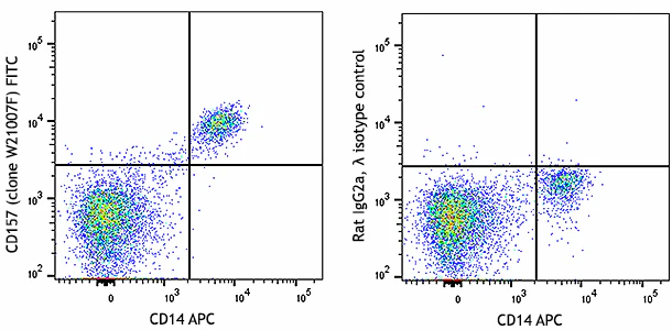 FITC anti-human CD157 (BST-1)
