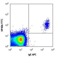 FITC anti-human CD203c (E-NPP3)