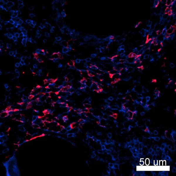 FITC anti-human CD4 - Image 2