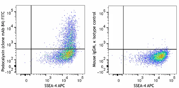 FITC anti-human Podocalyxin