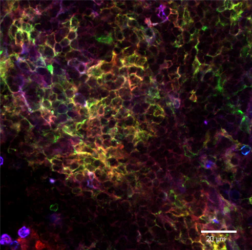 FITC anti-mouse CD172a (SIRPα) - Image 3