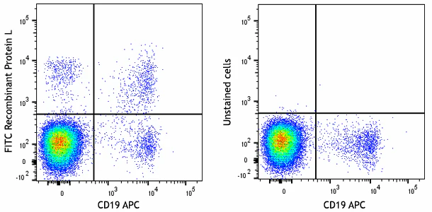 FITC Recombinant Protein L