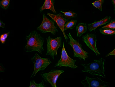 Flash Phalloidin™ Green 488 - Image 3