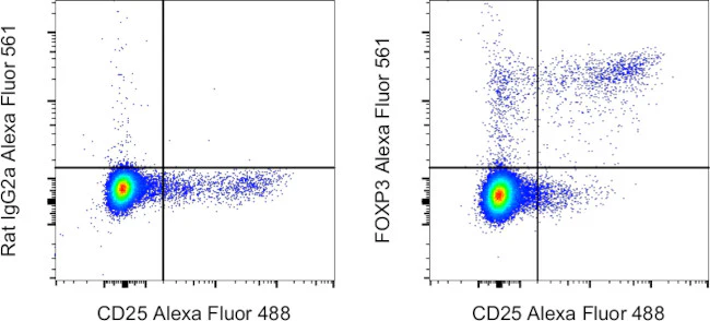 FOXP3 Monoclonal Antibody (FJK-16s), Alexa Fluor 561, eBioscience