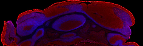 Helix NP™ Blue - Image 3