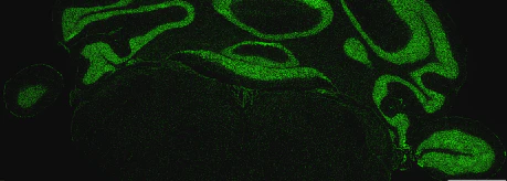 Helix NPâ„¢ Green - Image 3