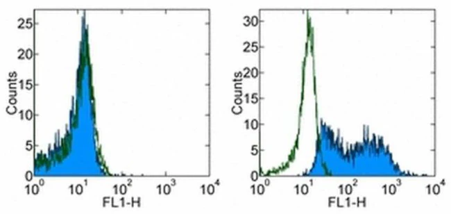 IL-12/IL-23 p40 Monoclonal Antibody (C8.6), Alexa Fluor 488, eBioscience
