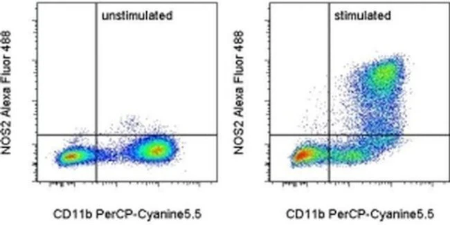 iNOS Monoclonal Antibody (CXNFT), Alexa Fluor 488, eBioscience