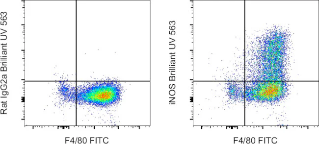 iNOS Monoclonal Antibody (CXNFT), Brilliant Ultra Violet 563, eBioscience