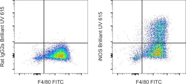 iNOS Monoclonal Antibody (CXNFT), Brilliant Ultra Violet 615, eBioscience