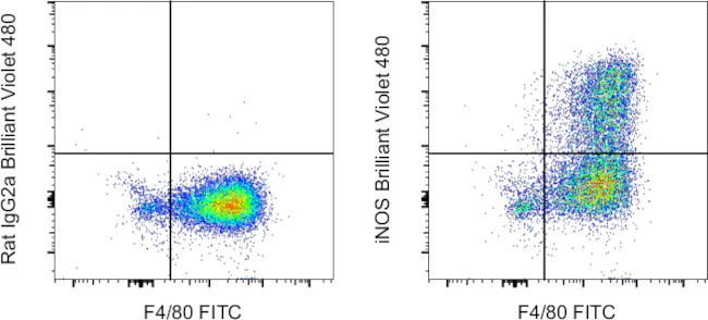 iNOS Monoclonal Antibody (CXNFT), Brilliant Violet™ 480