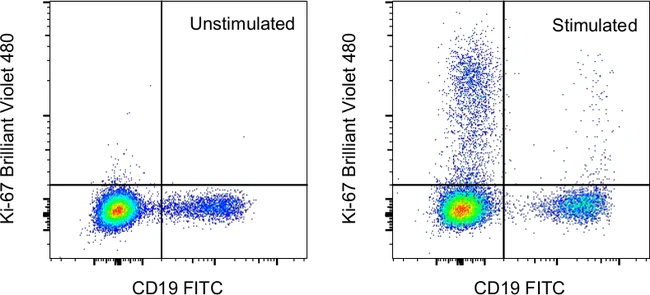 Ki-67 Monoclonal Antibody (20Raj1), Brilliant Violet 480, eBioscience