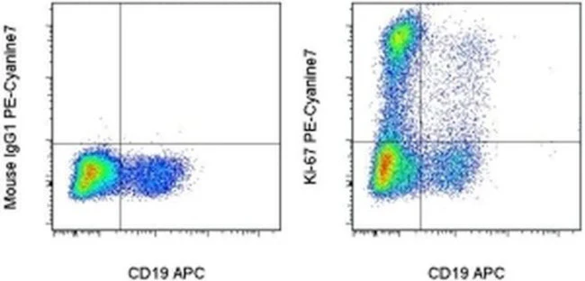 Ki-67 Monoclonal Antibody (20Raj1), PE-Cyanine7, eBioscience