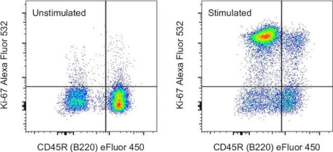 Ki-67 Monoclonal Antibody (SolA15), Alexa Fluor 532, eBioscience