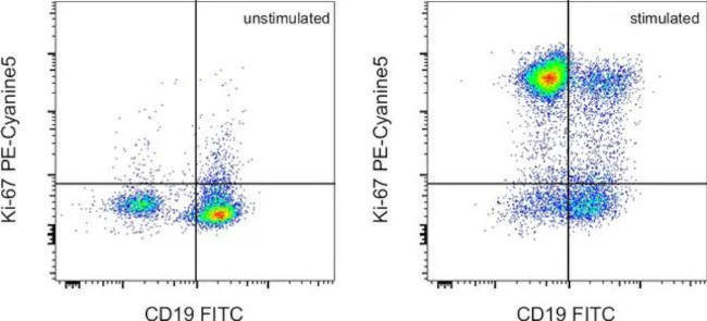 Ki-67 Monoclonal Antibody (SolA15), PE-Cyanine5, eBioscience