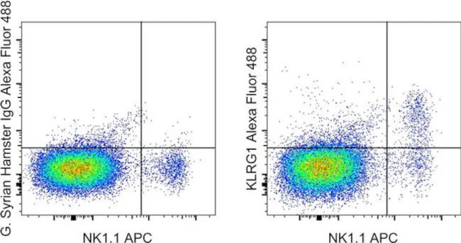 KLRG1 Monoclonal Antibody (2F1), Alexa Fluor 488, eBioscience