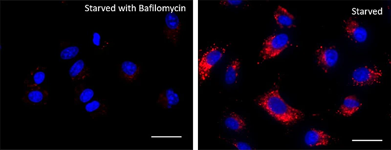 Lysosome Probe Deep Red