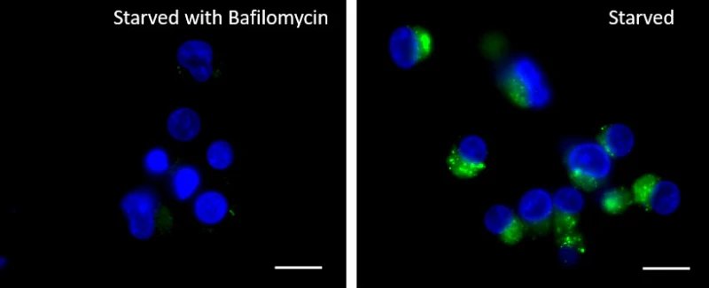 Lysosome Probe Green