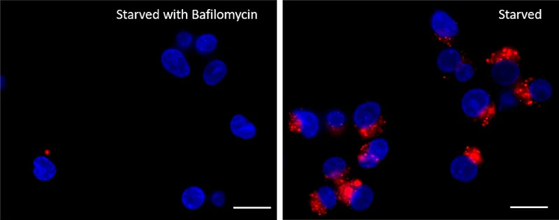 Lysosome Probe Red