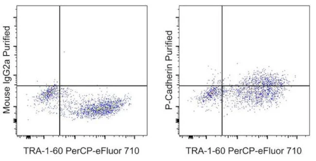 P-Cadherin Monoclonal Antibody (CSTEM29), eBioscience