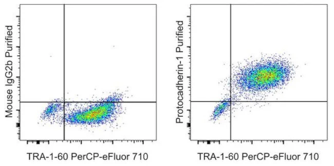 PCDH1 (Protocadherin 1) Monoclonal Antibody (CSTEM31), eBioscience