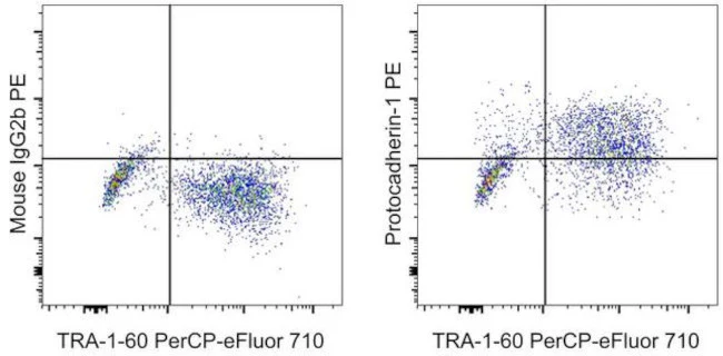 PCDH1 (Protocadherin 1) Monoclonal Antibody (CSTEM31), PE, eBioscience